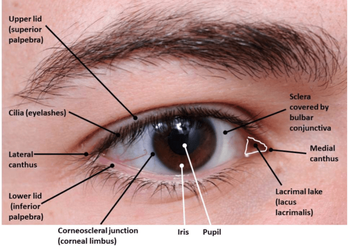 Angle where the upper and lower eyelids meet