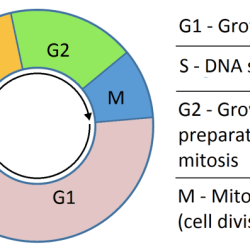 Cell cycle regulation pogil answers