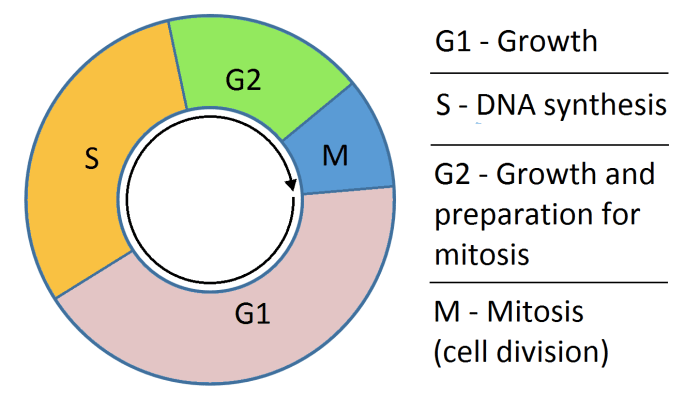 Cell cycle regulation pogil answers