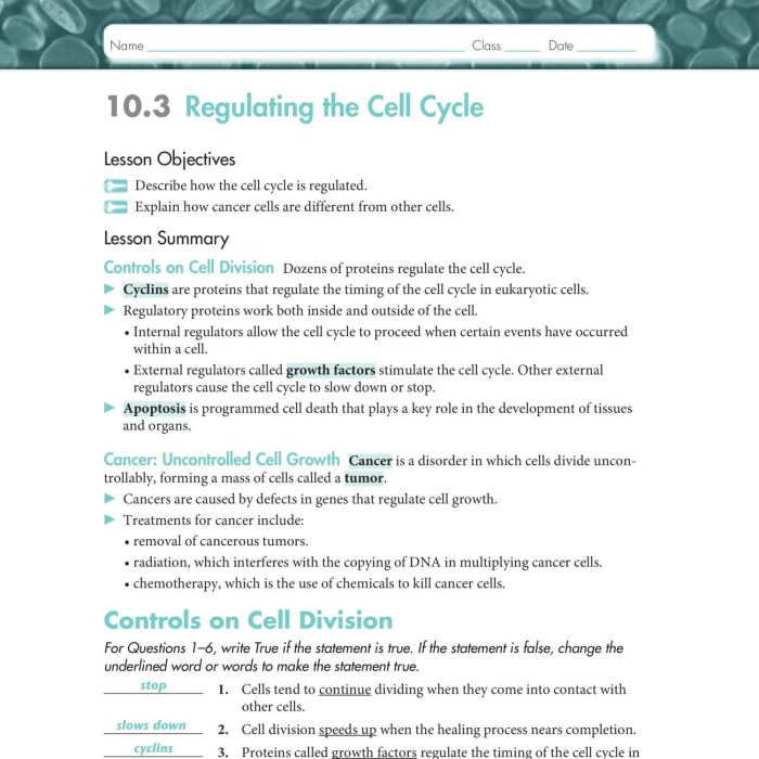 Cell cycle regulation pogil answers