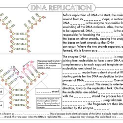 Student exploration rna and protein synthesis answer key