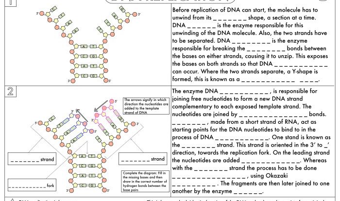 Student exploration rna and protein synthesis answer key