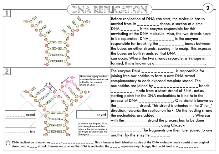 Student exploration rna and protein synthesis answer key