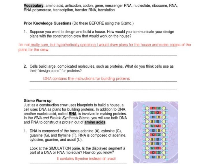 Student exploration rna and protein synthesis answer key