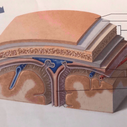 Correctly label the following meninges of the brain.